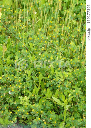 草むらに咲くコメツブツメクサの小さい花・2026年4月 草むらに咲くコメツブツメクサの小さい花・2026年4月 139177393