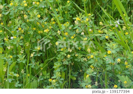 草むらに咲くコメツブツメクサの小さい花・2026年4月 草むらに咲くコメツブツメクサの小さい花・2026年4月 139177394
