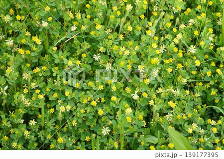 草むらに咲くコメツブツメクサの小さい花・2026年4月 139177395