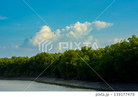 mangrove forest ecosystem. in nature of Thailand mangrove forest ecosystem. in nature of Thailand 139177478