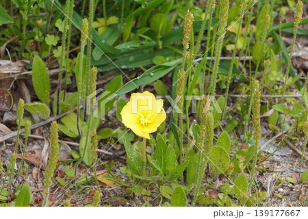 草むらで咲くマツヨイグサの黄色い花・2026年4月 草むらで咲くマツヨイグサの黄色い花・2026年4月 139177667