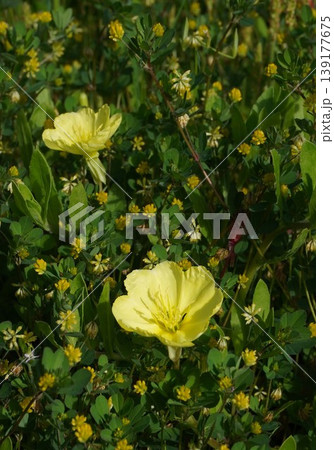 草むらで咲くマツヨイグサの黄色い花・2026年4月 139177675