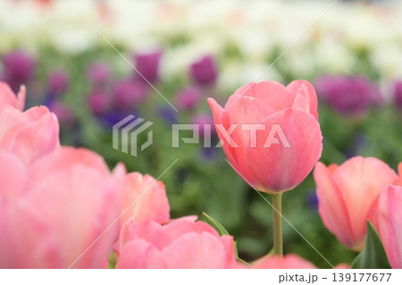 ピンク色の美しいチューリップの花 139177677