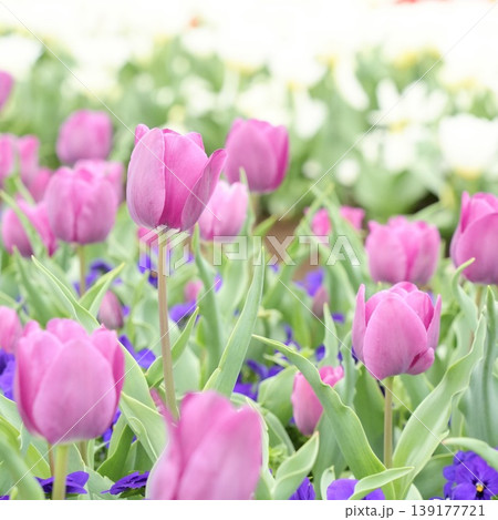 美しいチューリップの花 濃ピンク色 美しいチューリップの花 濃ピンク色 139177721