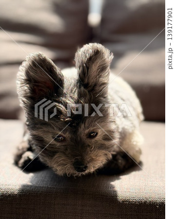 日向ぼっこするヨークシャテリアとトイプードルのミックス犬 日向ぼっこするヨークシャテリアとトイプードルのミックス犬 139177901