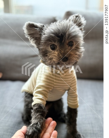 首を傾げるモサモサのヨークシャテリアとトイプードルのミックス犬 139177907