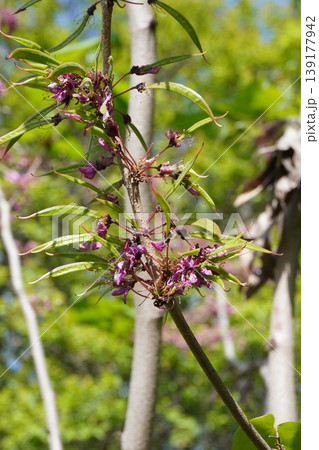花後すぐに出来たハナズオウの豆果・2026年4月 花後すぐに出来たハナズオウの豆果・2026年4月 139177942