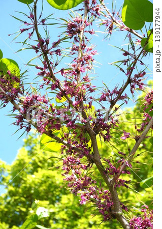 花後すぐに出来たハナズオウの豆果・2026年4月 花後すぐに出来たハナズオウの豆果・2026年4月 139177944