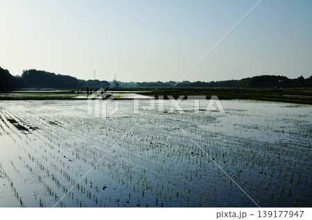 茨城県ひたちなか市ののどかな水田風景 茨城県ひたちなか市ののどかな水田風景 139177947