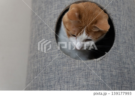 キャットタワーから顔を出す猫　茶トラ白 139177993