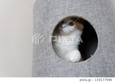 キャットタワーから顔を出す猫 茶トラ白 キャットタワーから顔を出す猫 茶トラ白 139177996