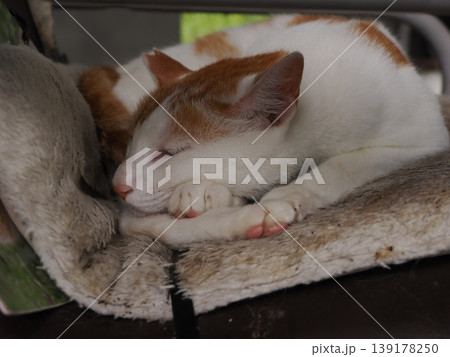 快適なコロニーに暮らす可愛い猫たち 139178250