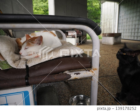 快適なコロニーに暮らす可愛い猫たち 快適なコロニーに暮らす可愛い猫たち 139178252