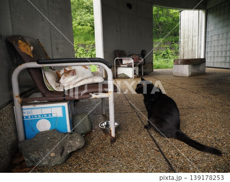 快適なコロニーに暮らす可愛い猫たち 快適なコロニーに暮らす可愛い猫たち 139178253