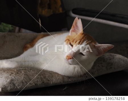 快適なコロニーに暮らす可愛い猫たち 139178258