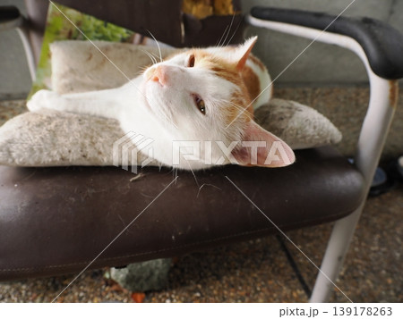 快適なコロニーに暮らす可愛い猫たち 快適なコロニーに暮らす可愛い猫たち 139178263