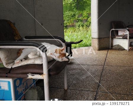 快適なコロニーに暮らす可愛い猫たち 快適なコロニーに暮らす可愛い猫たち 139178271