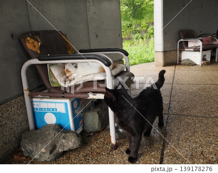 快適なコロニーに暮らす可愛い猫たち 快適なコロニーに暮らす可愛い猫たち 139178276