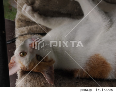 快適なコロニーに暮らす可愛い猫たち 快適なコロニーに暮らす可愛い猫たち 139178280