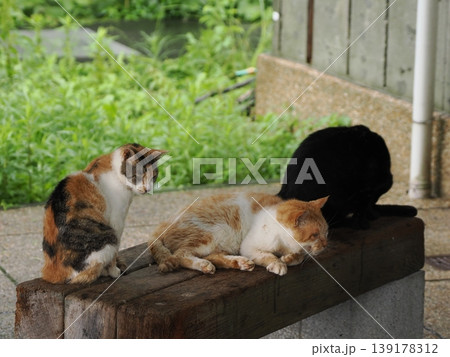 快適なコロニーに暮らす可愛い猫たち 139178312
