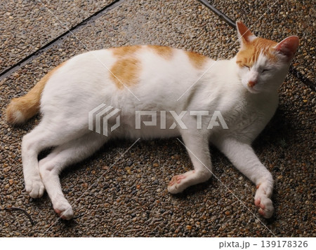 快適なコロニーに暮らす可愛い猫たち 139178326