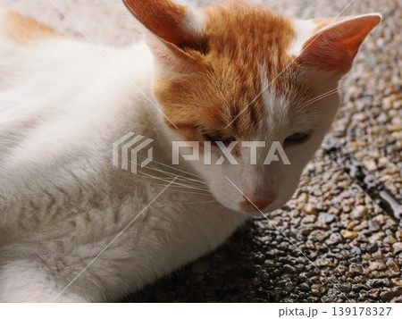 快適なコロニーに暮らす可愛い猫たち 139178327