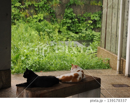 快適なコロニーに暮らす可愛い猫たち 139178337