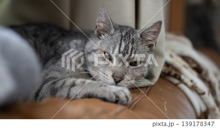 くつろぐ猫 サバトラ猫 くつろぐ猫 サバトラ猫 139178347