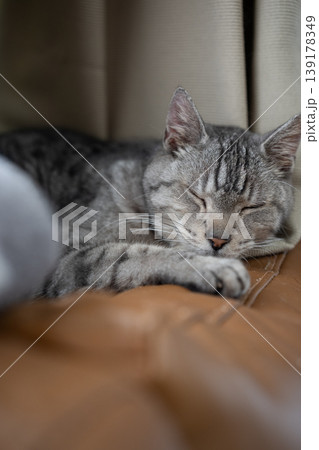 窓辺で眠る猫 サバトラ猫 窓辺で眠る猫 サバトラ猫 139178349