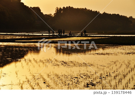 茨城県ひたちなか市ののどかな水田風景 139178446