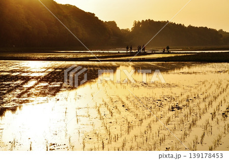 茨城県ひたちなか市ののどかな水田風景 茨城県ひたちなか市ののどかな水田風景 139178453