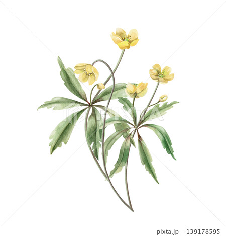 A bouquet of yellow spring flowers with carved leaves. This isolated watercolor illustration is suitable for designs in the fields of botany, gardening, nature, cosmetics, and pharmaceuticals. A bouquet of yellow spring flowers with carved leaves. This isolated watercolor illustration is suitable for designs in the fields of botany, gardening, nature, cosmetics, and pharmaceuticals. 139178595