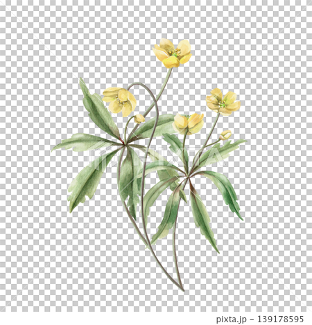 A bouquet of yellow spring flowers with carved leaves. This isolated watercolor illustration is suitable for designs in the fields of botany, gardening, nature, cosmetics, and pharmaceuticals. A bouquet of yellow spring flowers with carved leaves. This isolated watercolor illustration is suitable for designs in the fields of botany, gardening, nature, cosmetics, and pharmaceuticals. 139178595