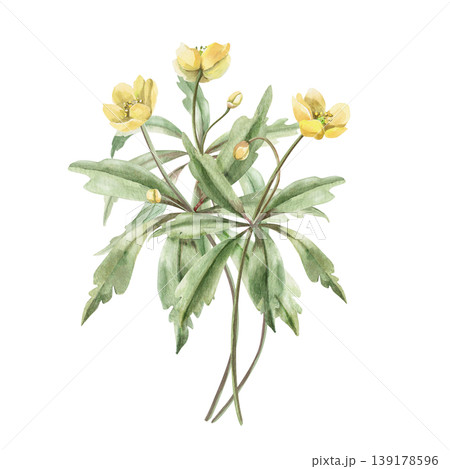 A bouquet of spring flowers. This isolated watercolor illustration is suitable for designs in the fields of botany, gardening, nature, cosmetics, pharmaceuticals, and medicine. A bouquet of spring flowers. This isolated watercolor illustration is suitable for designs in the fields of botany, gardening, nature, cosmetics, pharmaceuticals, and medicine. 139178596