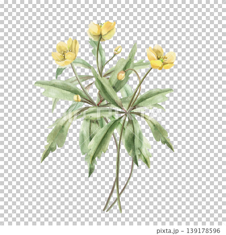 A bouquet of spring flowers. This isolated watercolor illustration is suitable for designs in the fields of botany, gardening, nature, cosmetics, pharmaceuticals, and medicine. A bouquet of spring flowers. This isolated watercolor illustration is suitable for designs in the fields of botany, gardening, nature, cosmetics, pharmaceuticals, and medicine. 139178596