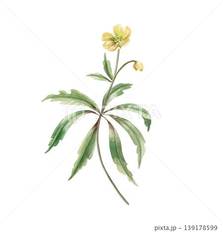 A yellow spring flower with a bud and green leaves. This isolated watercolor illustration is suitable for designs in the fields of botany, gardening, nature, cosmetics, pharmaceuticals, and medicine. A yellow spring flower with a bud and green leaves. This isolated watercolor illustration is suitable for designs in the fields of botany, gardening, nature, cosmetics, pharmaceuticals, and medicine. 139178599