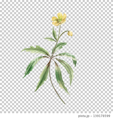 A yellow spring flower with a bud and green leaves. This isolated watercolor illustration is suitable for designs in the fields of botany, gardening, nature, cosmetics, pharmaceuticals, and medicine. A yellow spring flower with a bud and green leaves. This isolated watercolor illustration is suitable for designs in the fields of botany, gardening, nature, cosmetics, pharmaceuticals, and medicine. 139178599
