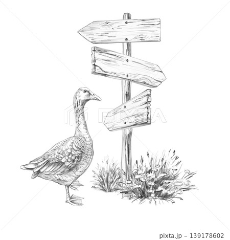 A goose near a wooden sign. This isolated pencil illustration is suitable for designs in the fields of travel, ecology, agriculture, farms, grocery stores, and restaurants. 139178602