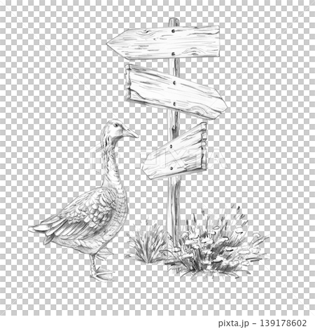 A goose near a wooden sign. This isolated pencil illustration is suitable for designs in the fields of travel, ecology, agriculture, farms, grocery stores, and restaurants. 139178602