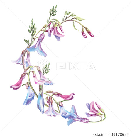 A semicircular wreath of delicate Lathyrus vernus wildflowers. This isolated watercolor illustration is perfect for postcards, textiles, nature websites, and eco-themed designs. A semicircular wreath of delicate Lathyrus vernus wildflowers. This isolated watercolor illustration is perfect for postcards, textiles, nature websites, and eco-themed designs. 139178635