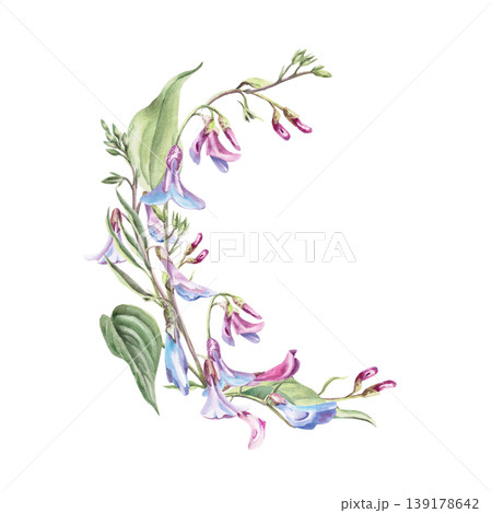 A semicircular bouquet of delicate Lathyrus vernus flowers. This isolated watercolor illustration is perfect for postcard design, textiles, nature websites, and eco-themed projects. A semicircular bouquet of delicate Lathyrus vernus flowers. This isolated watercolor illustration is perfect for postcard design, textiles, nature websites, and eco-themed projects. 139178642