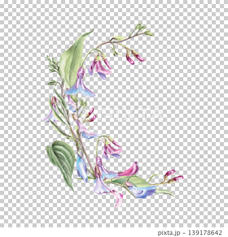 A semicircular bouquet of delicate Lathyrus vernus flowers. This isolated watercolor illustration is perfect for postcard design, textiles, nature websites, and eco-themed projects. A semicircular bouquet of delicate Lathyrus vernus flowers. This isolated watercolor illustration is perfect for postcard design, textiles, nature websites, and eco-themed projects. 139178642