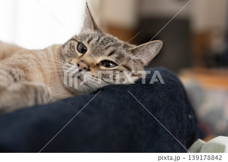 飼い主の上でくつろぐ可愛い猫　シャムトラ猫 139178842