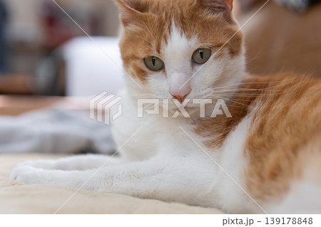 寝転んでくつろぐ猫　茶トラ白 139178848