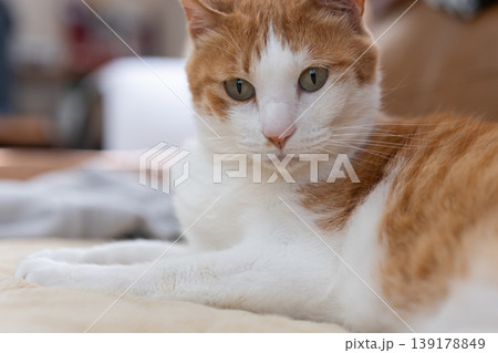 寝転んでくつろぐ猫 茶トラ白 寝転んでくつろぐ猫 茶トラ白 139178849