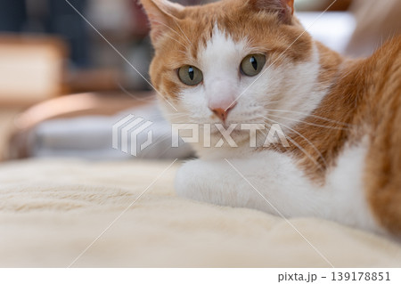 寝転んでくつろぐ猫 茶トラ白 寝転んでくつろぐ猫 茶トラ白 139178851