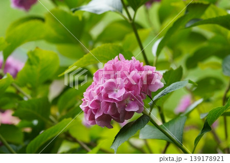 梅雨の晴れ間に咲く紫陽花 梅雨の晴れ間に咲く紫陽花 139178921