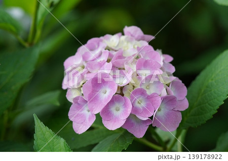 梅雨の晴れ間に咲く紫陽花 梅雨の晴れ間に咲く紫陽花 139178922