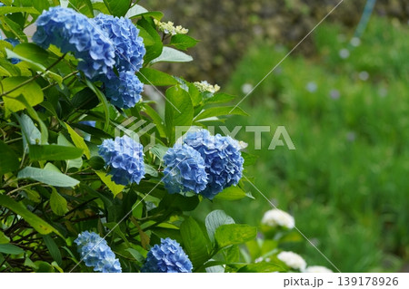梅雨の晴れ間に咲く紫陽花 梅雨の晴れ間に咲く紫陽花 139178926