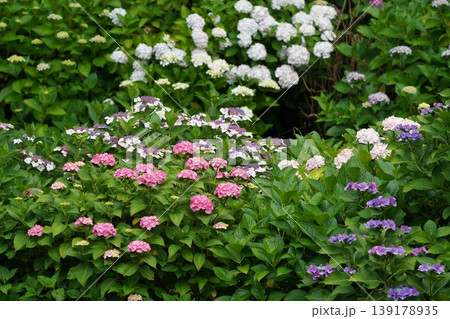 梅雨の晴れ間に咲く紫陽花 139178935